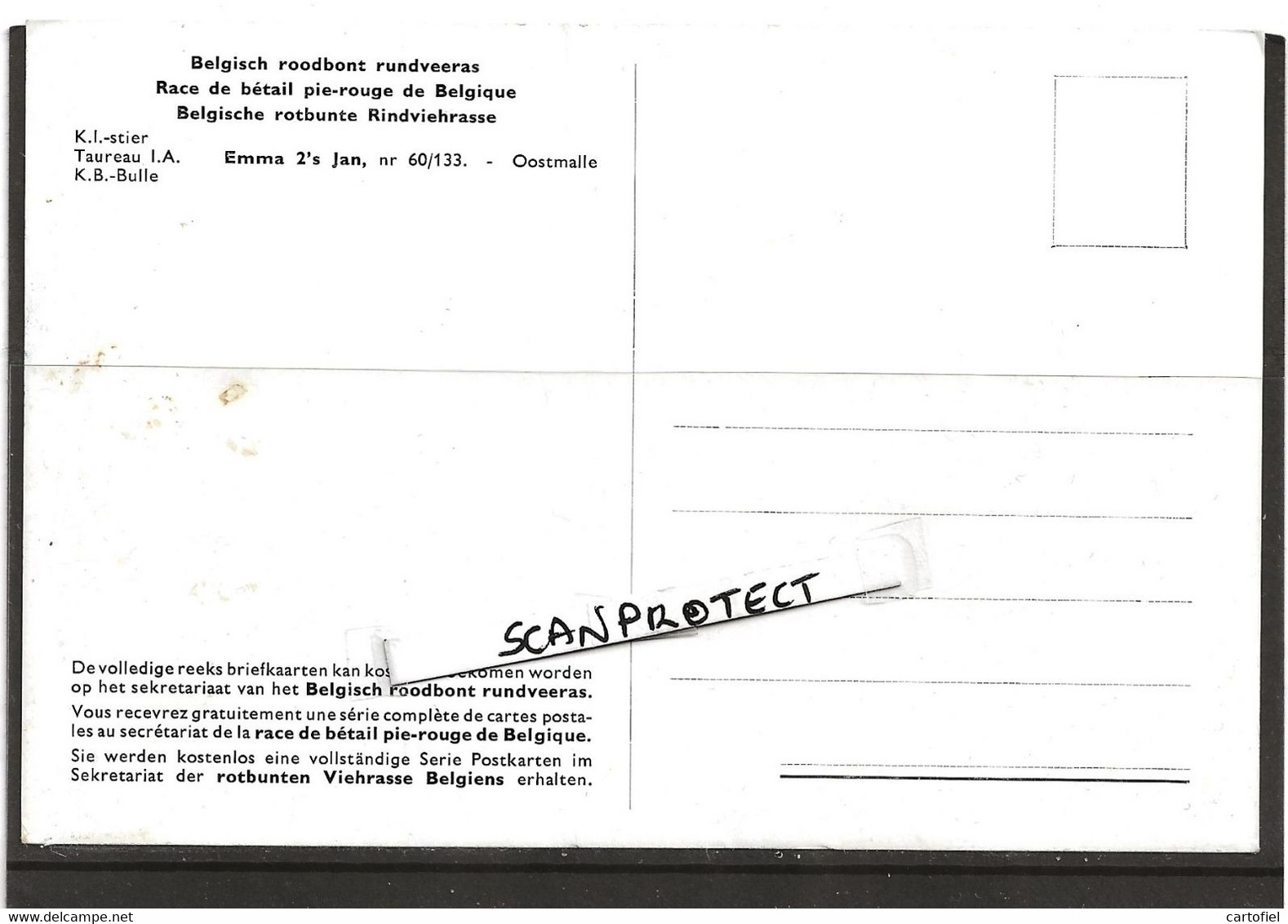 OOSTMALLE-BELGISCH ROODBONT RUNDVEERAS-KOEIEN-K.I. STIER-EMMA 2's JAN-NR60/133-ZIE DE 2 SCANS - Malle