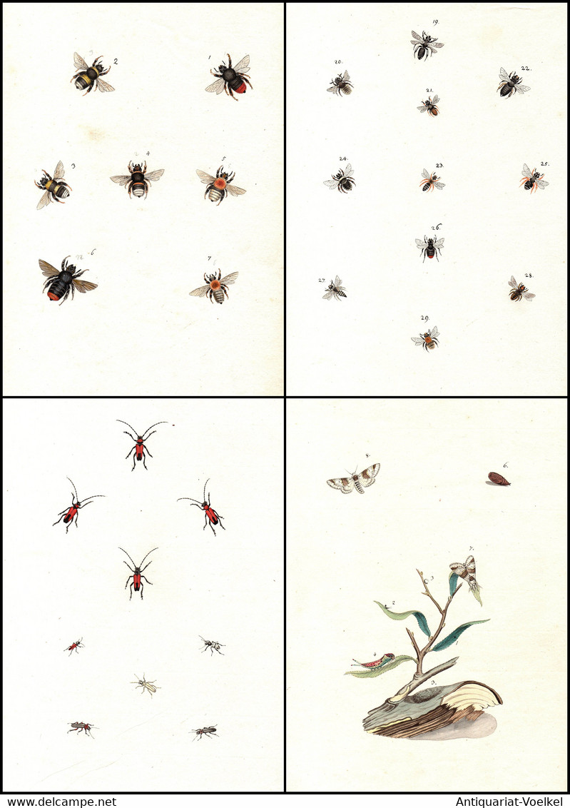 595 Aquarellierte Federzeichnungen Von Schmetterlingen, Deren Raupen, Larven Und Anderen Insekten Auf 92 Blatt - Theatre & Scripts