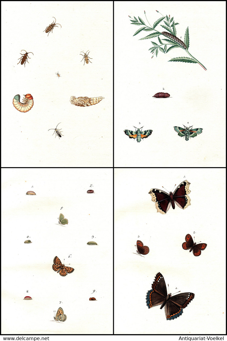 595 Aquarellierte Federzeichnungen Von Schmetterlingen, Deren Raupen, Larven Und Anderen Insekten Auf 92 Blatt - Theater & Drehbücher