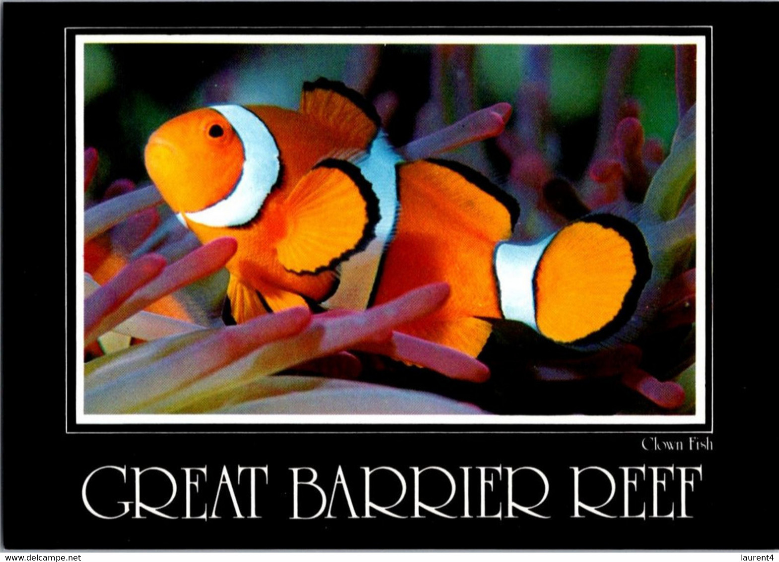 (2 E 7) Australia - QLD - Great Varrier Reef - Anemone Fish - Great Barrier Reef