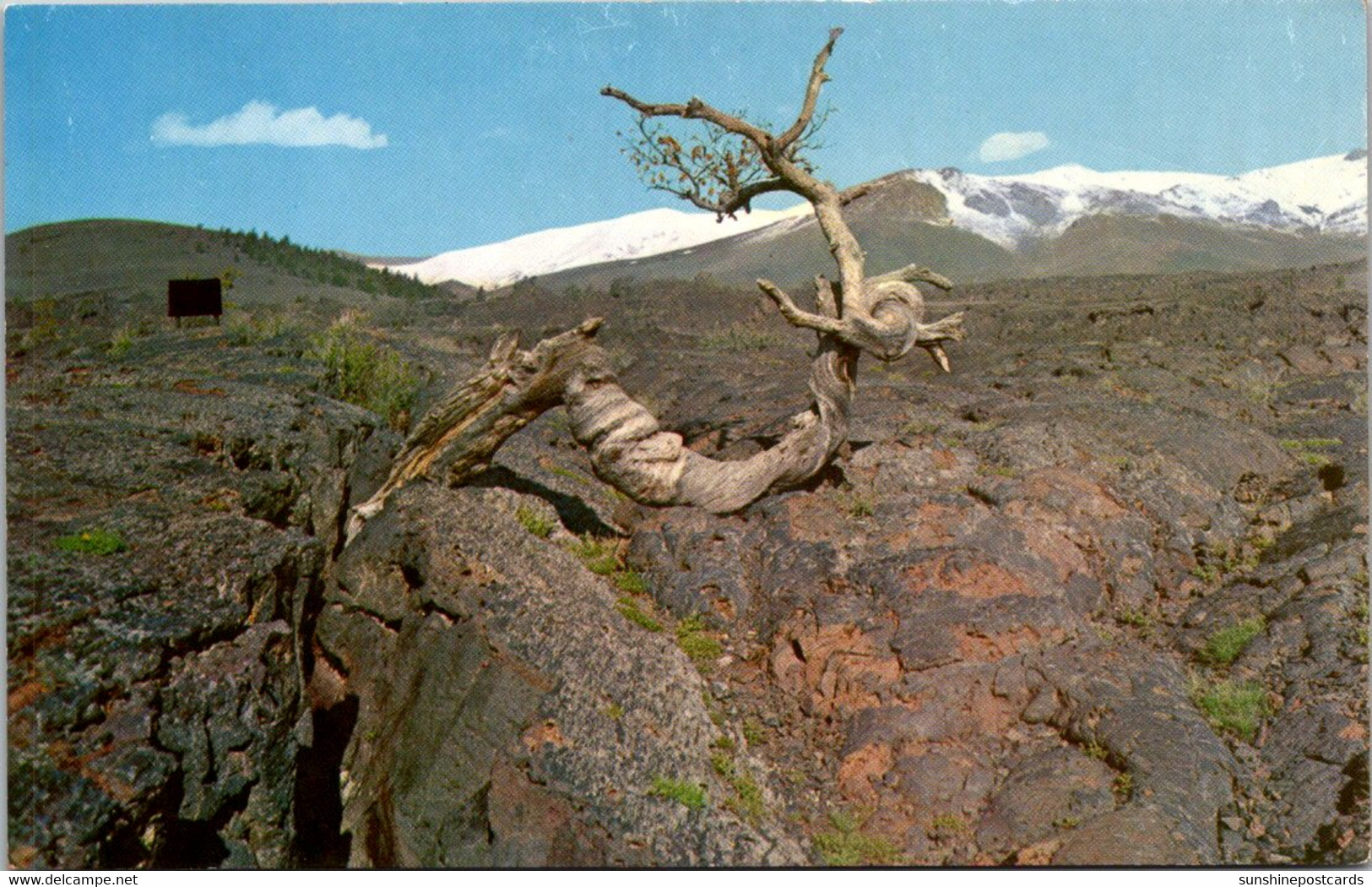 Idaho Craters Of The Moon National Monument Triple Twist Tree - Other & Unclassified