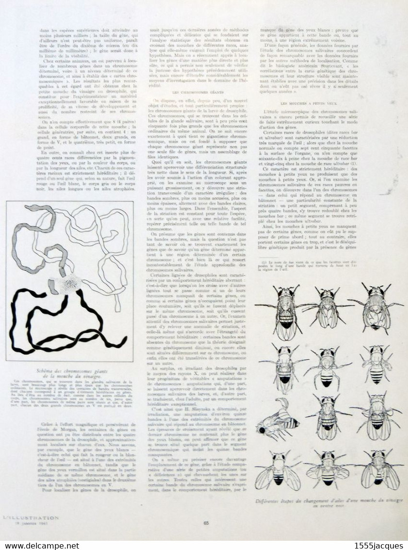 L'ILLUSTRATION N° 5106 DOMBES HÉRÉDITÉ FAROUK SAINT-VÉRAN DROSOPHILES SIAM VILLANDRY ORPHELINS