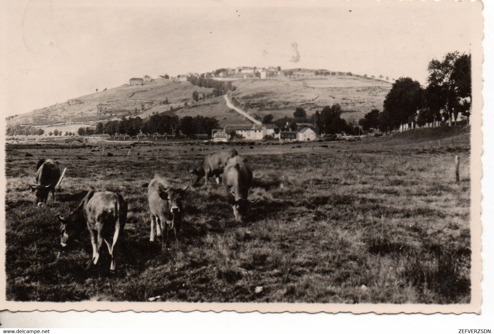 48 CHATEAUNEUF DE RANDON LOZERE L'HABITARELLES VACHES - Chateauneuf De Randon