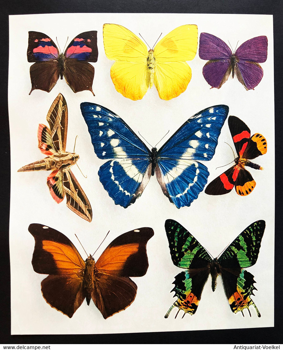 Farbenphotographie. Eine Sammlung Von 100 Aufnahmen In Natürlichen Farben. - Photographie
