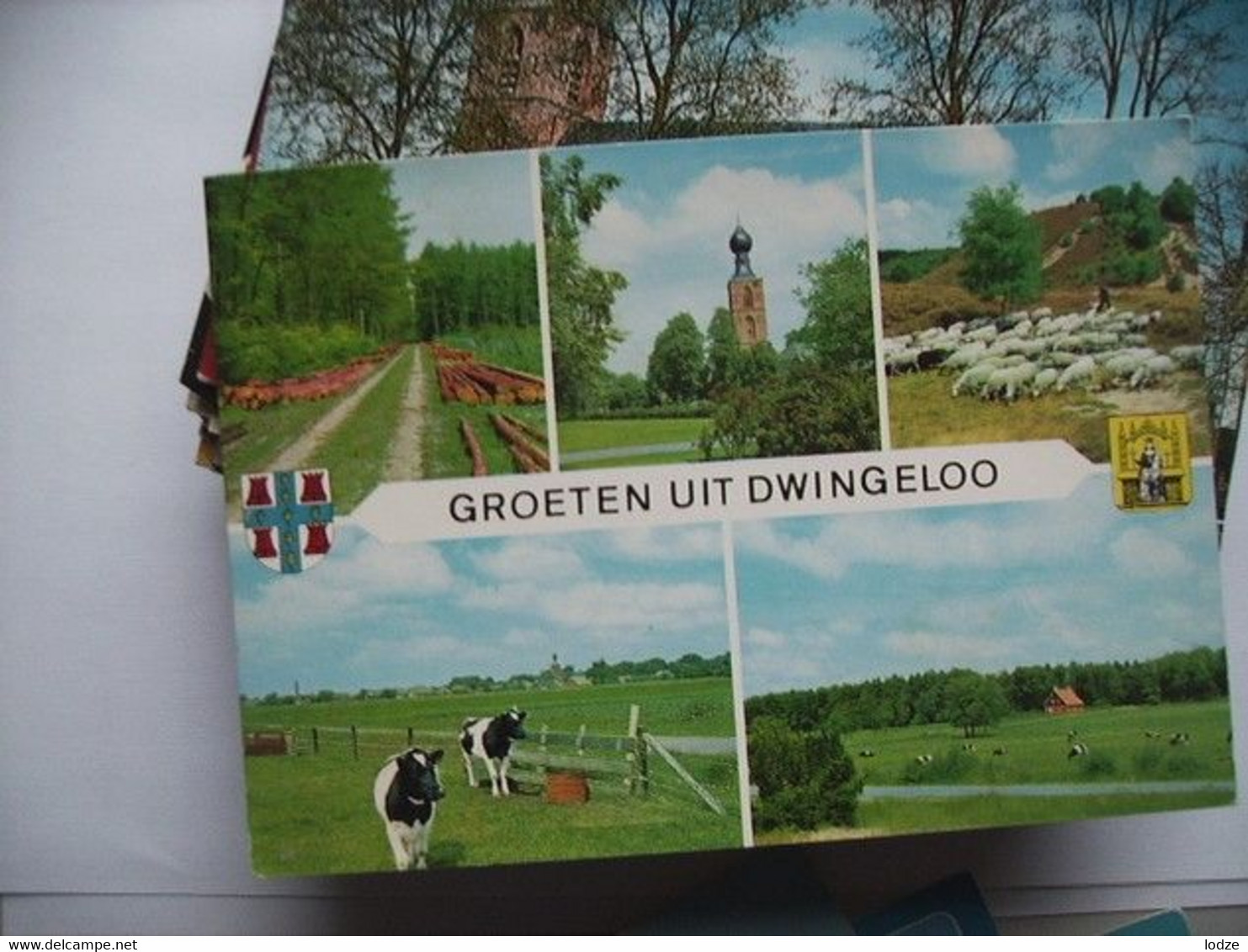 Nederland Holland Pays Bas Dwingeloo Met Schapen En Koeien - Dwingeloo