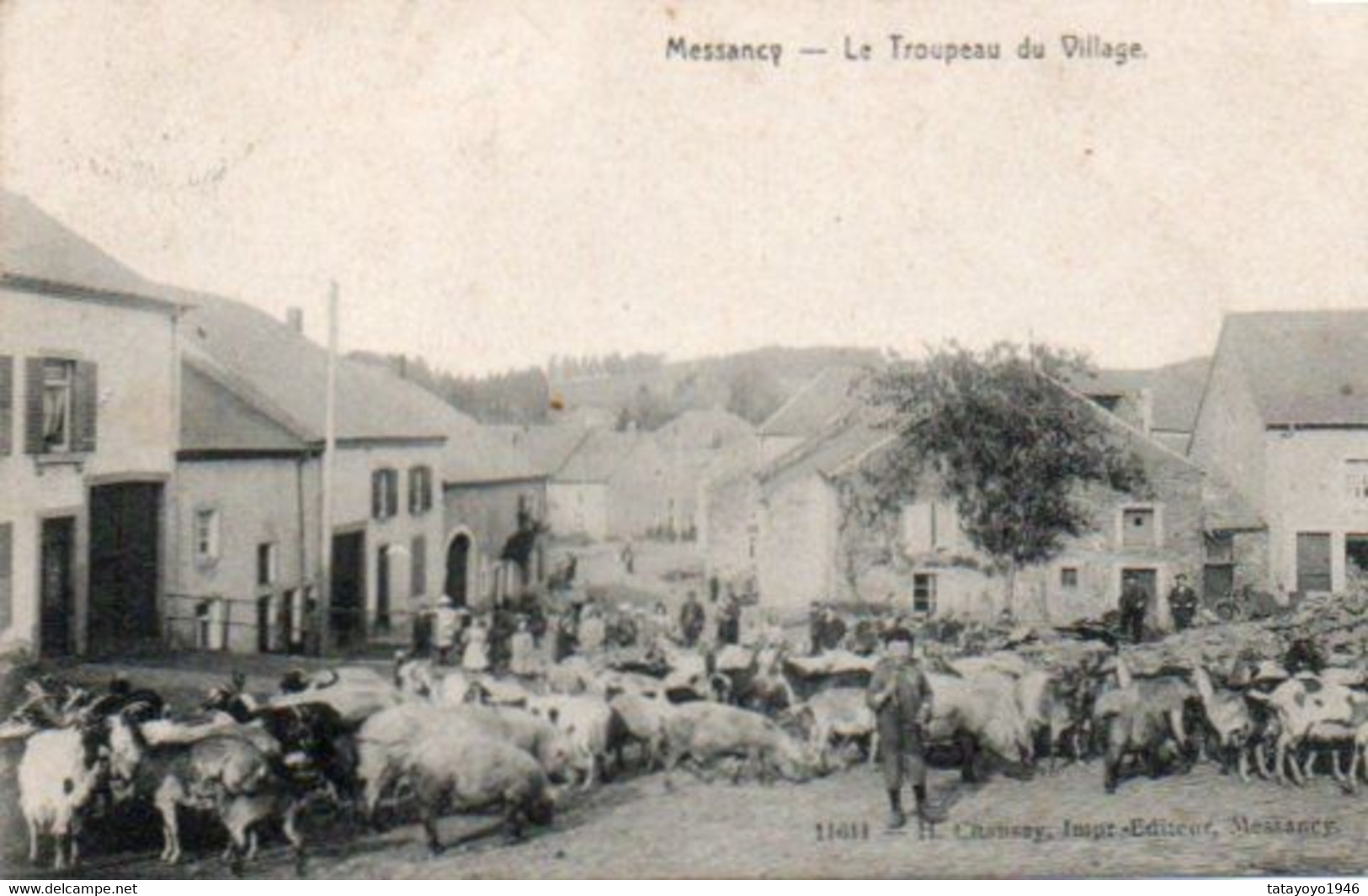 Messancy   Le Troupeau Du Village  Voyagé En 1908 - Tellin