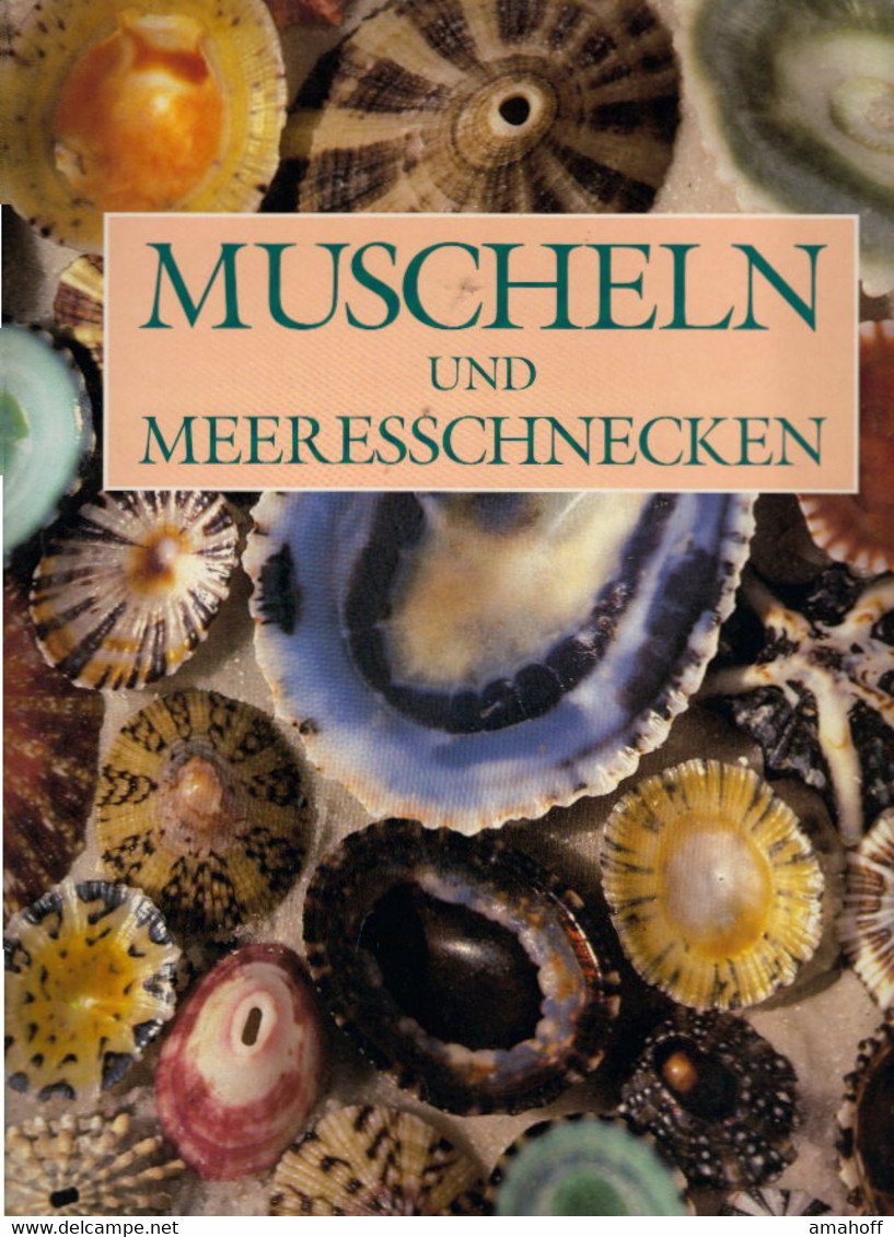 *Muscheln Und Meeresschnecken - Natura
