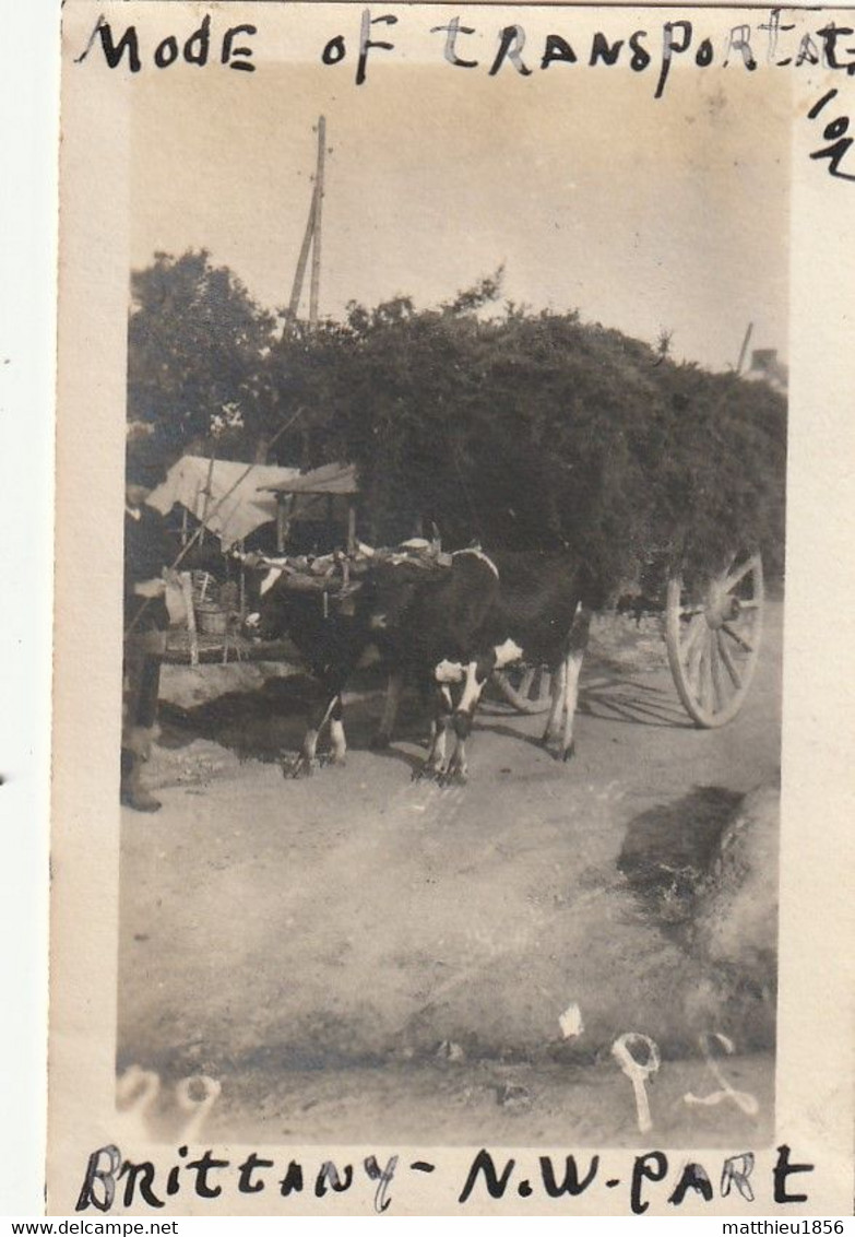 Photo 1918-1919 En Bretagne - Attelage De Boeufs (A234, Ww1, Wk 1) - Attelages