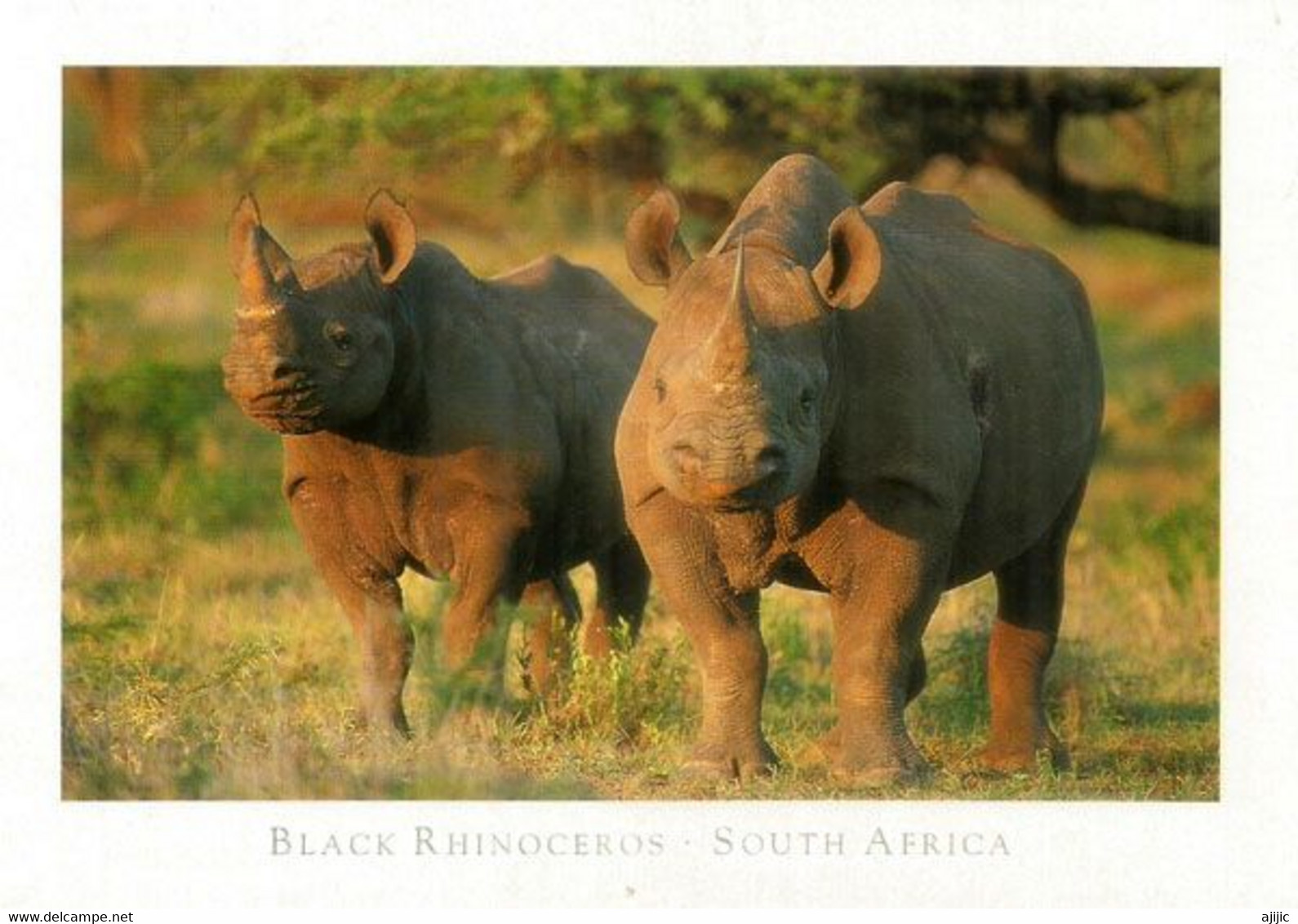 SOUTH-AFRICA.  BLACK RHINOCEROS.    Postcard, Written On The Back - Rhinozeros