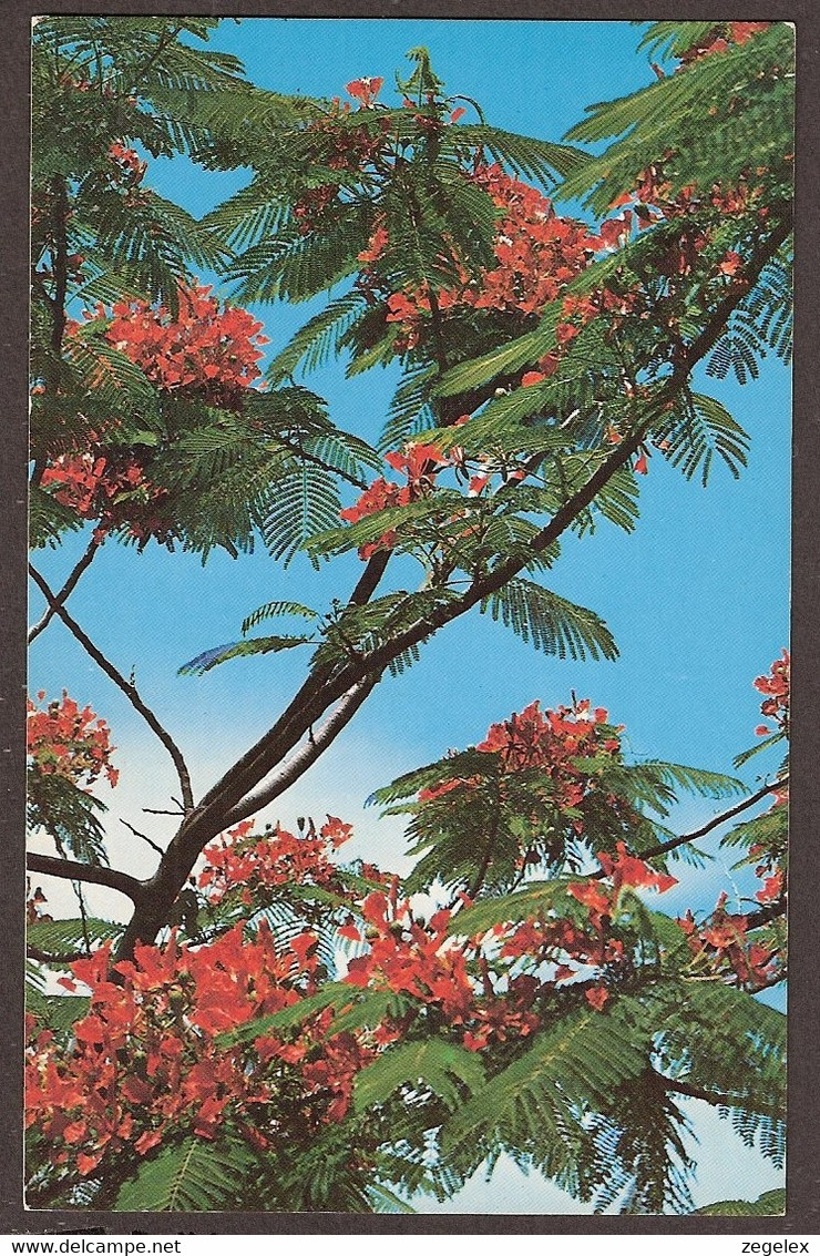 Flora On The Bahama Islands - Royal Poincana. - Bahamas