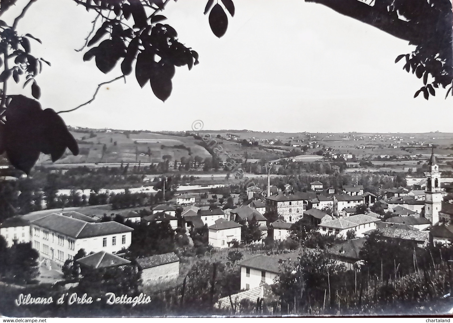 Cartolina - Silvano D'Orba ( Alessandria ) - Dettaglio - 1960 Ca. - Alessandria