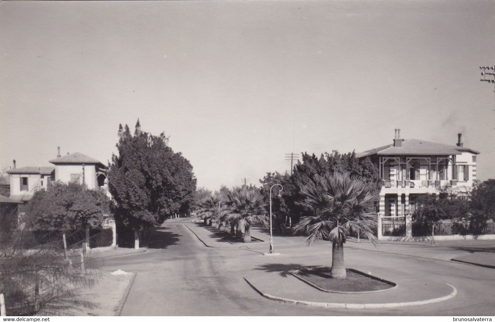 ISMAÏLIA - Avenue Des Palmiers - Carte Photo - Ismaïlia