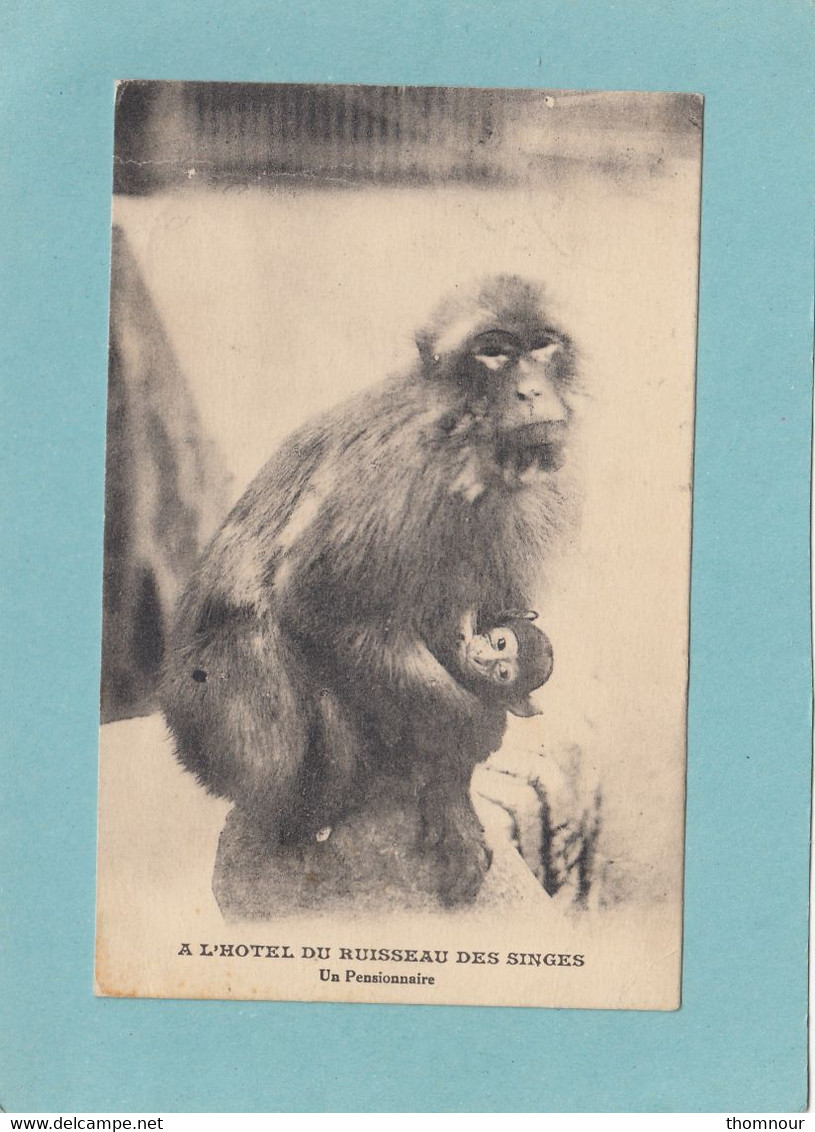 A L  HOTEL DU RUISSEAU DES  SINGES  -  UN  PENSIONNAIRE  -  1924  - - Blida