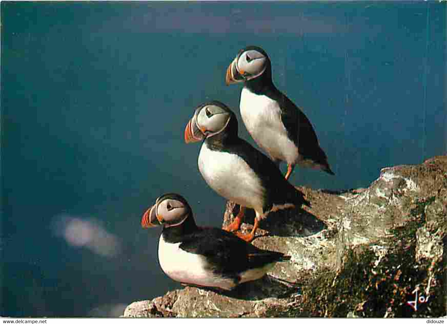 Animaux - Oiseaux - Macareux Moine - Puffin - Flamme Postale De Wasquehal - CPM - Voir Scans Recto-Verso - Birds