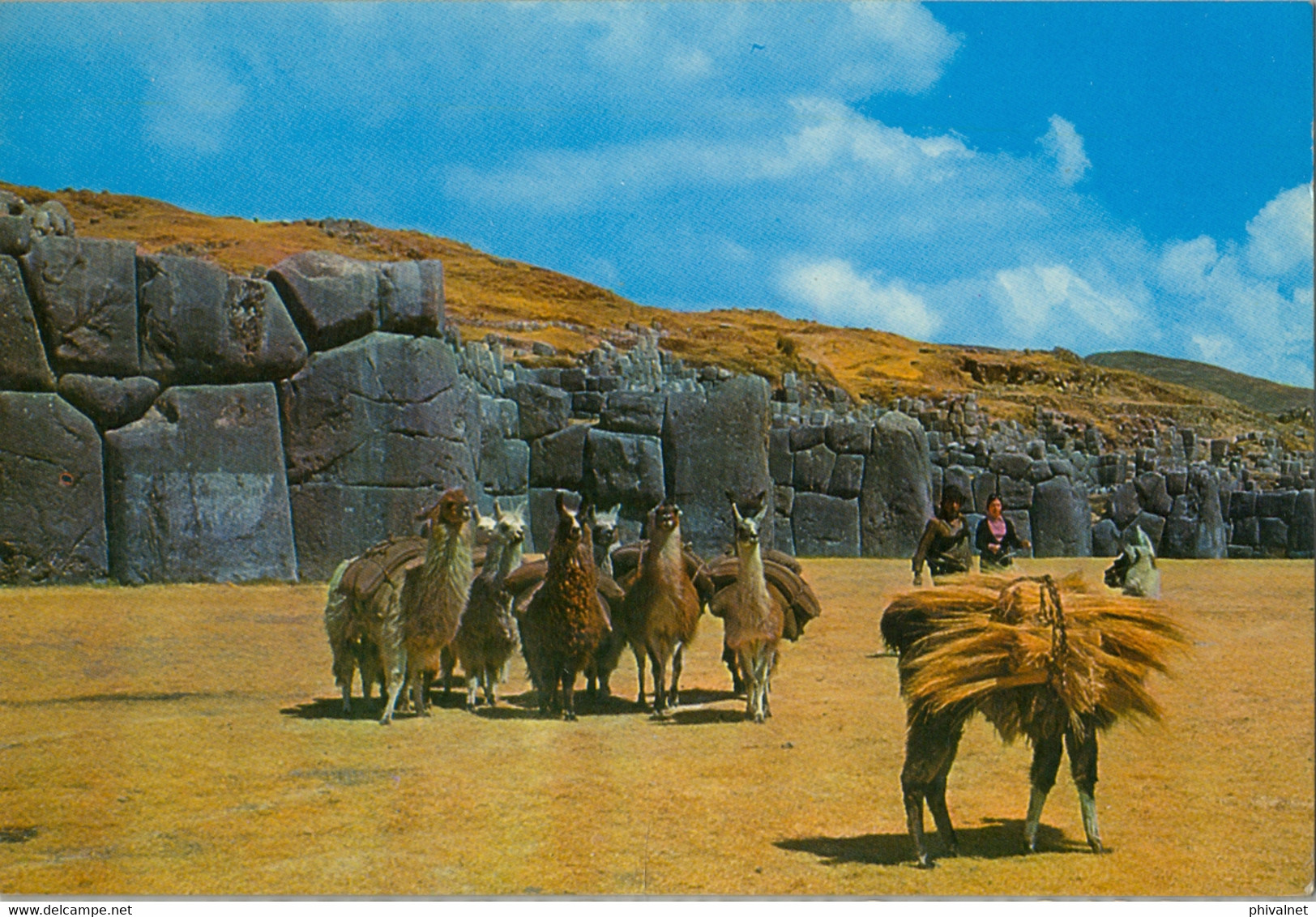 PERÚ , T.P. CIRCULADA , CUZCO - RUINAS DE SACSAHUAMÁN Y LLAMAS - Pérou