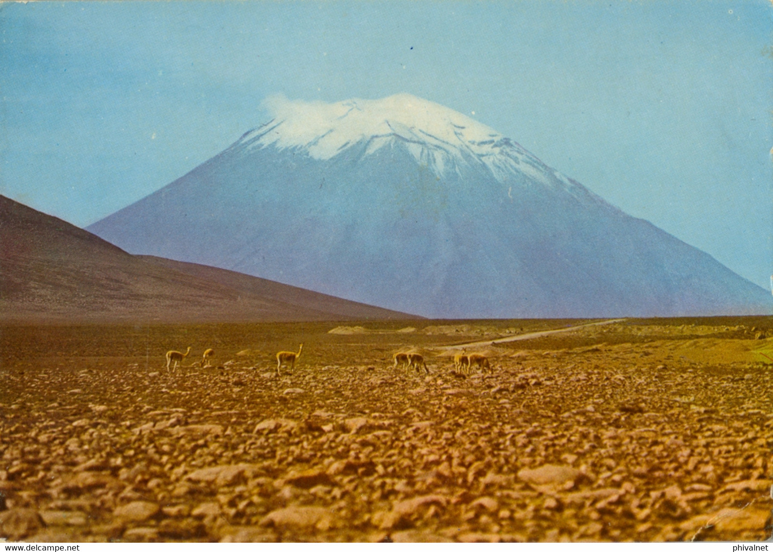 PERÚ , T.P. CIRCULADA , AREQUIPA , VICUÑAS CON EL VOLCÁN MISTI - Pérou