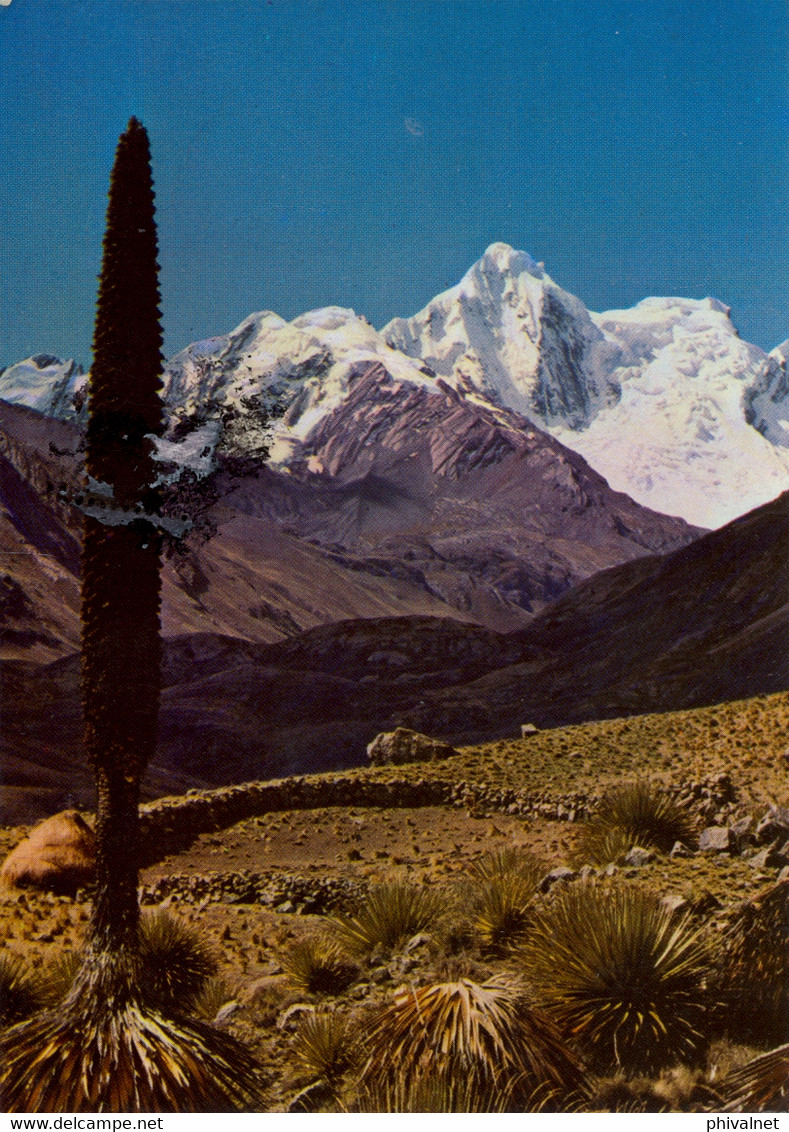 PERÚ , T.P. CIRCULADA , PUYA DE RAIMONDI , AL FONDO DE LA CORDILLERA BLANCA - Perú