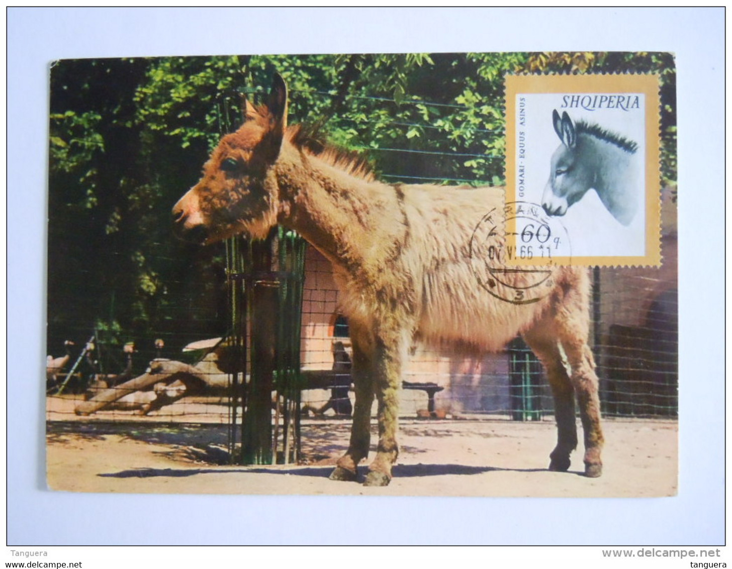 Albanië 1966 âne Ezel Premier Jour Sur Carte Giardino Zoologico Di Milano YYv 859 - Donkeys