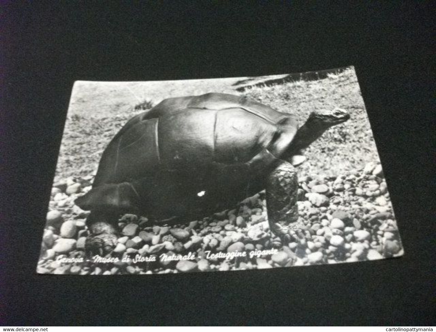 GENOVA MUSEO DI STORIA NATURALE TARTARUGA TESTUGINE GIGANTE TESTUDO ELEPHANTINA ISOLE ALDABRA - Tartarughe