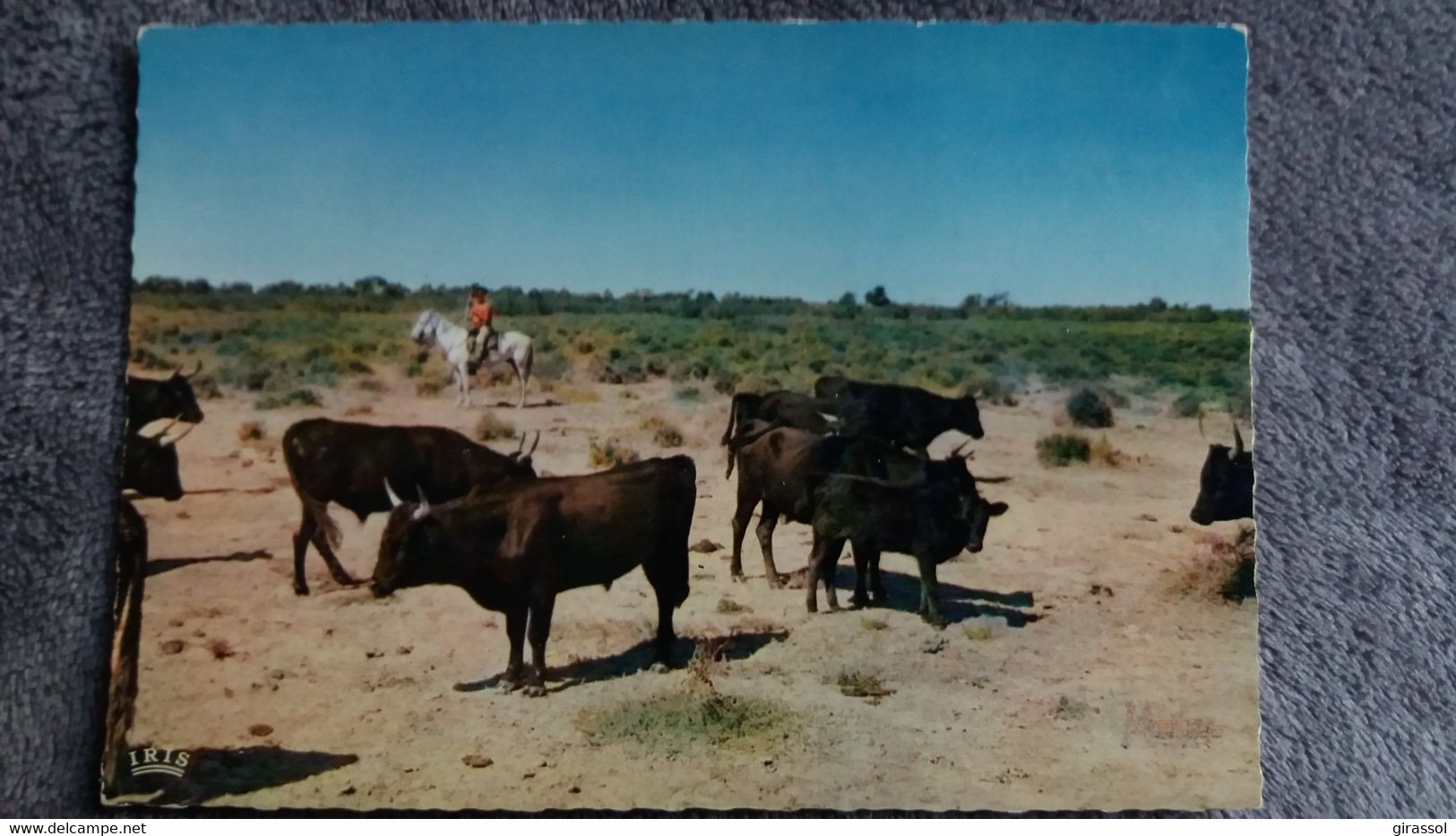 CPSM TAUREAU TAUREAUX EN CAMARGUE AVEC LES GARDIANS TROUPE DE TAUREAUX DE COMBAT PASSE - Taureaux