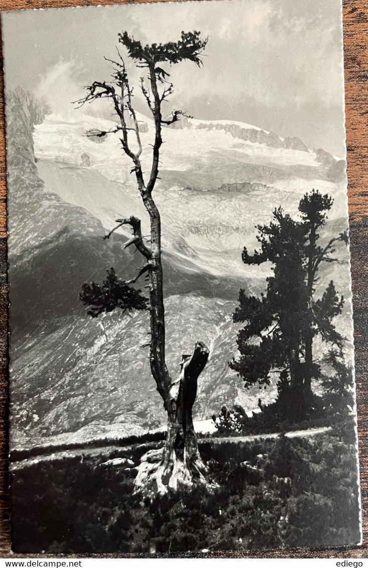 ARVEN IM ALETSCHWALD BEI RIEDERALP 1933... Photo E. Gyger, Adelboden - Riederalp