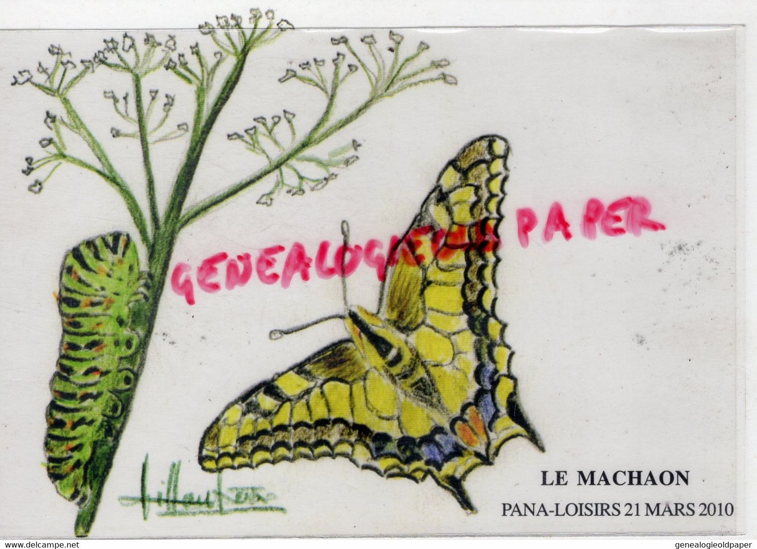 87- PANAZOL- LE MACHAON PAPILLON - GRAND PAON DE JOUR OU GRAND PORTE QUEUE - 438/500 EX - Panazol