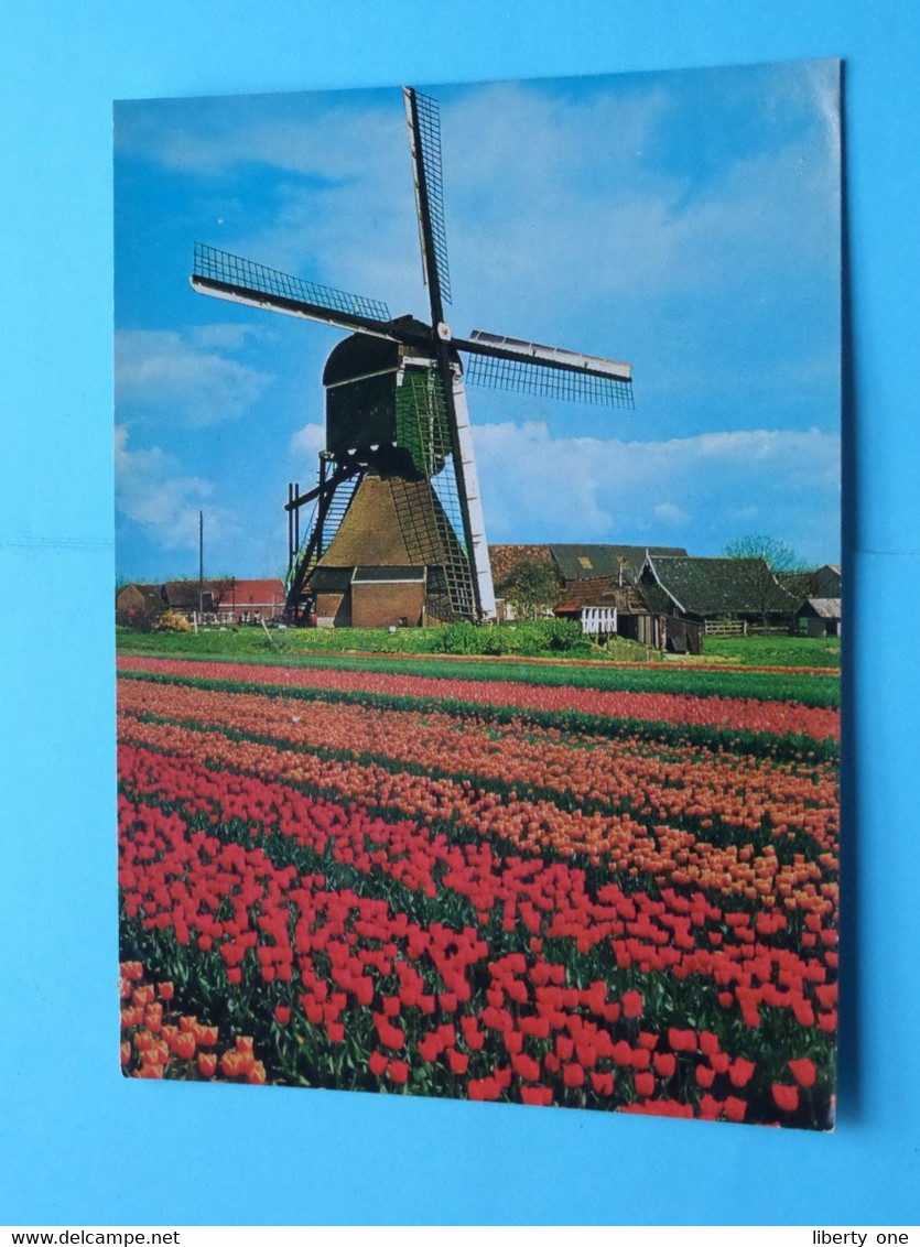 Publikaart B.V. DELTA > Lisse ( Molen / Mill / Moulin ) > ( Spanjersberg ) Anno 1983 ( Zie > Scans ) ! - Lisse