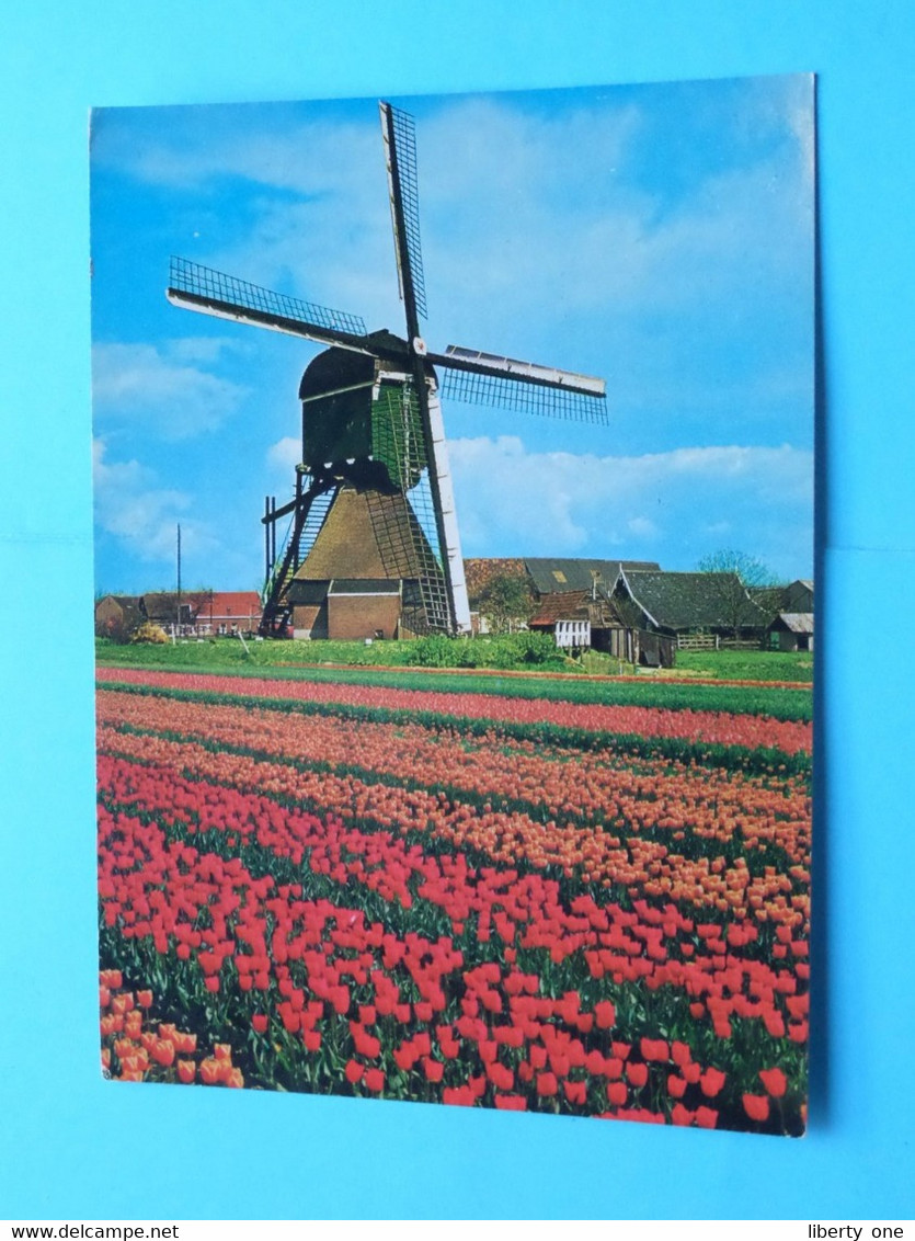 Publikaart B.V. DELTA > Lisse ( Molen / Mill / Moulin ) > ( Spanjersberg ) Anno 1983 ( Zie > Scans ) ! - Lisse