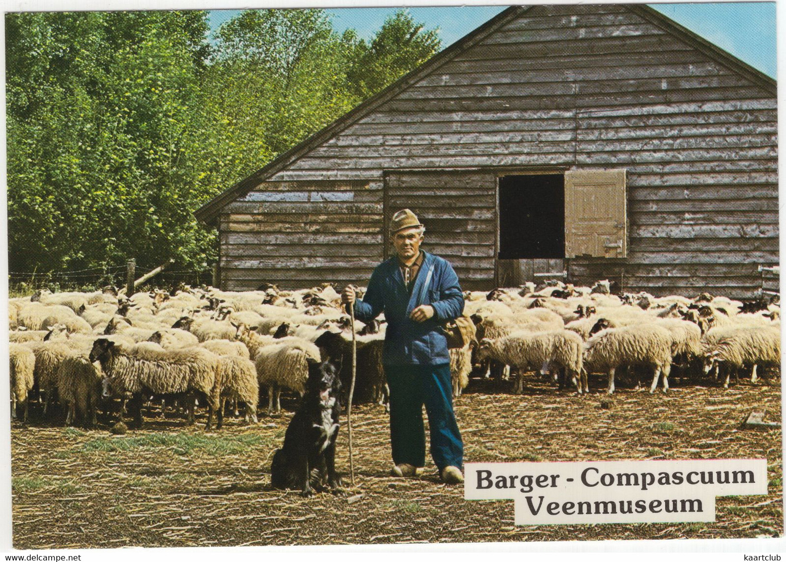 Barger Compascuum : Kudde Drentse Heideschapen Met Herder - Veenmuseum 't Aole Compas' - (Drenthe,Nederland) Nr. L 7483 - Emmen