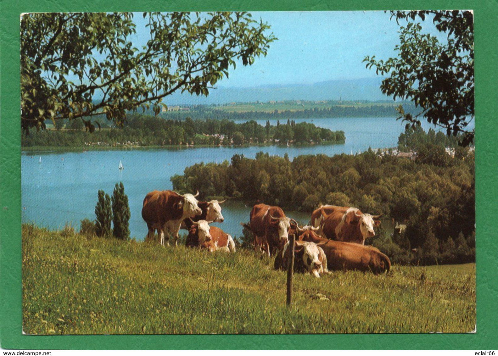 Waging Am See-Waginger See-Waging- Animaux   Vaches  CPM  Année 1995  N° F 1311 - Waging