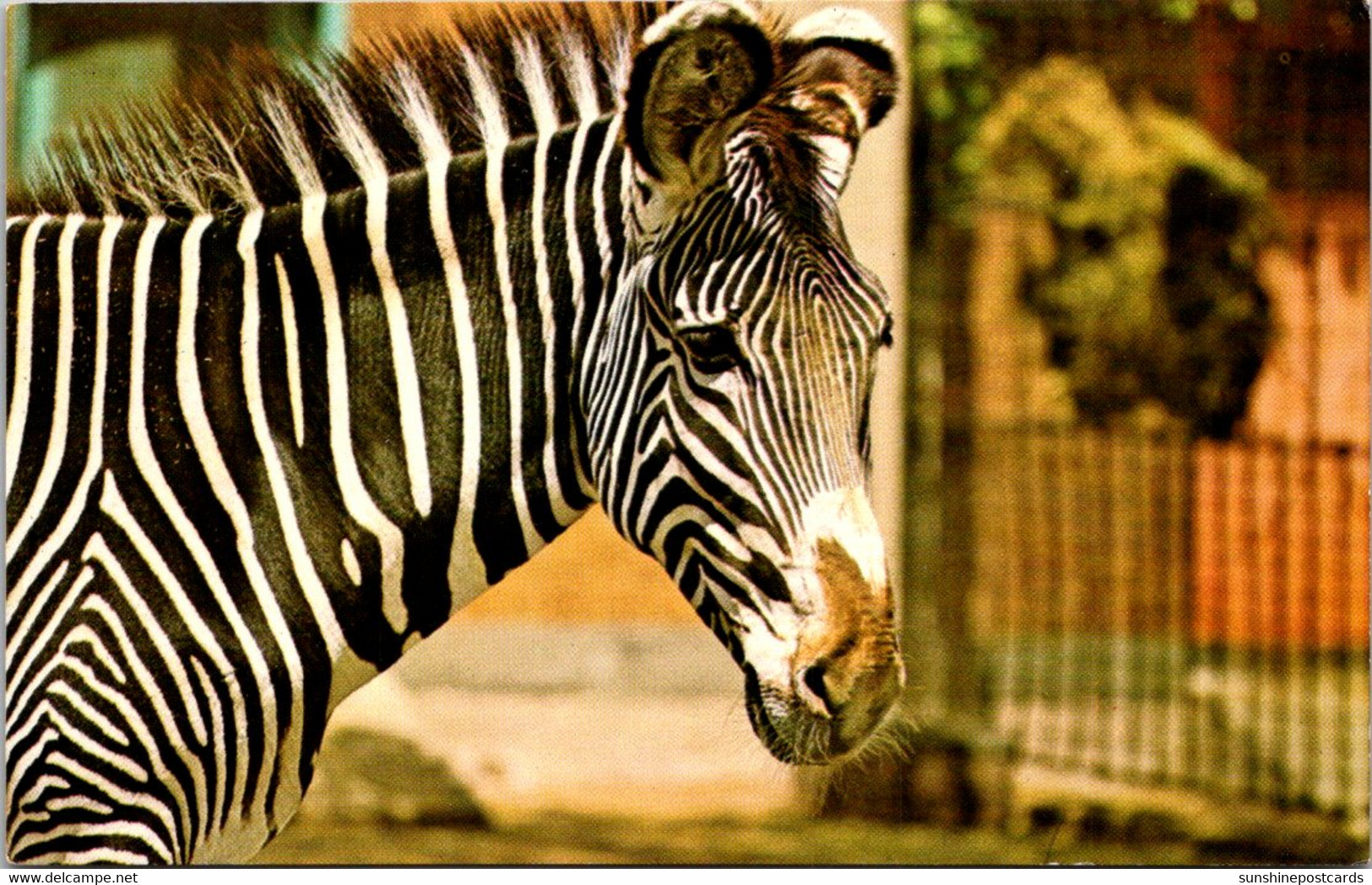 New York City Bronx Zoo Grevy Zebra - Bronx