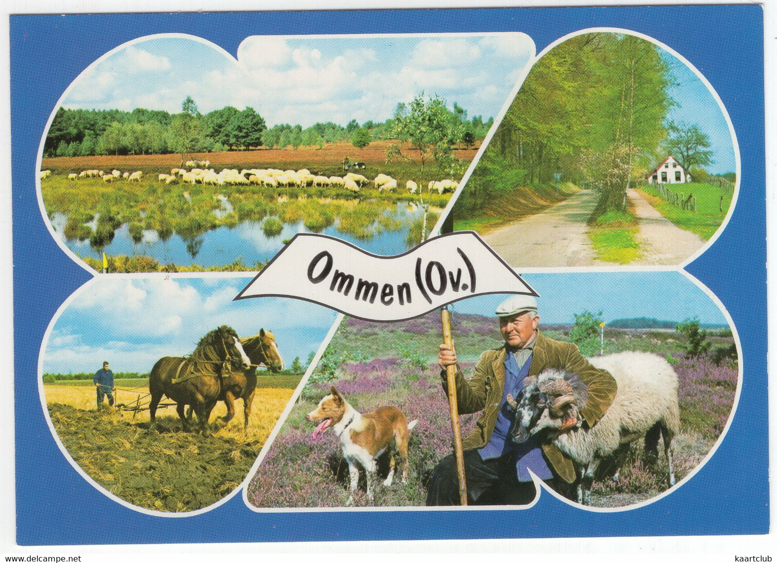 Ommen (Ov.) - (Overijssel, Nederland) - Nr. L 4394S - Ploegende Paarden, Hond, Ram, Schaapskudde - Ommen