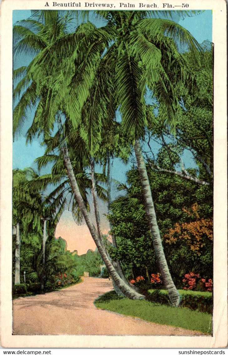 Florida Palm Beach Palms Along A Beautiful Driveway - Palm Beach