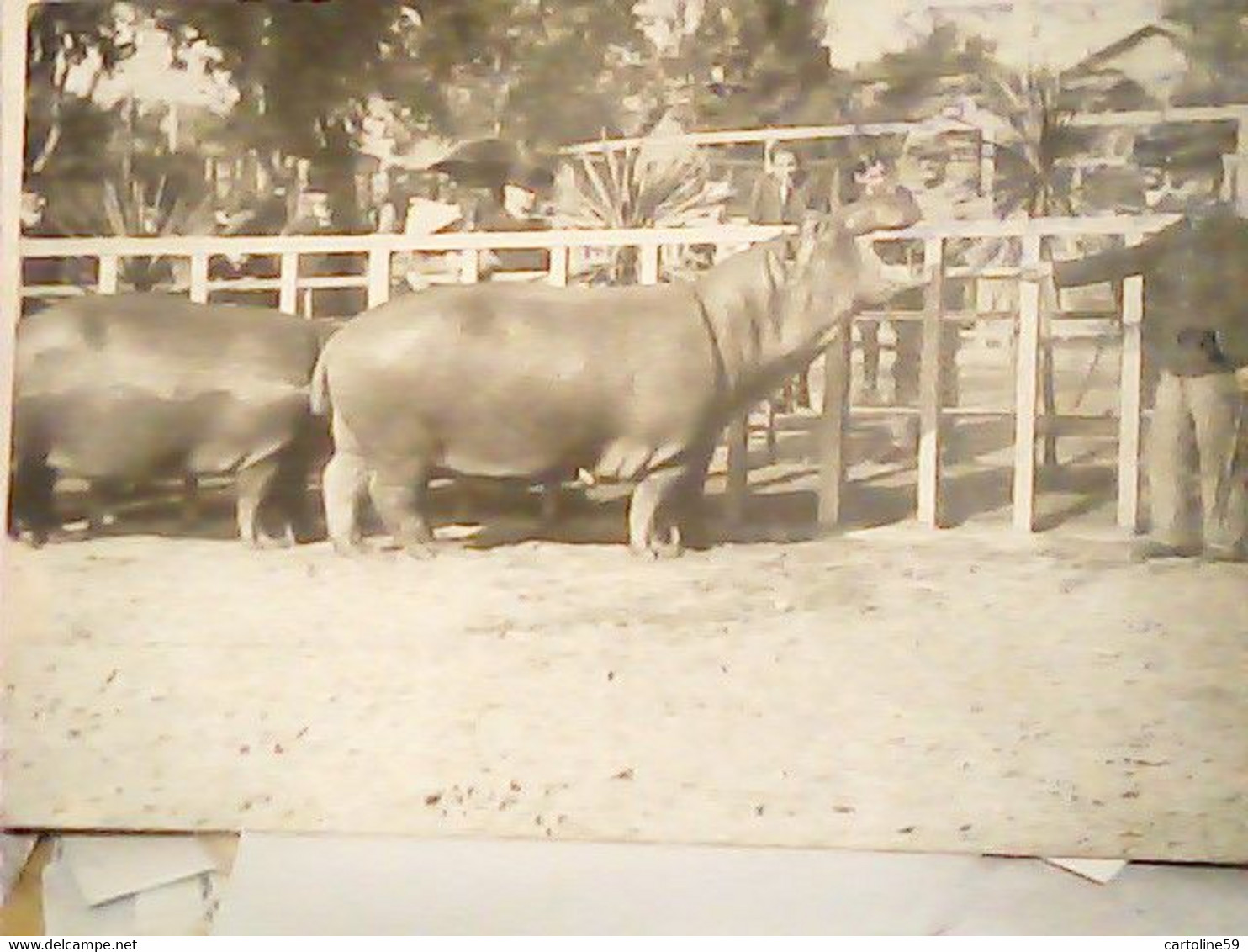 BUDAPEST Hungary - ZOO Zoological Gardens, Hippopotamus IPPOPOTAMO N1913   IL3382 - Ippopotami