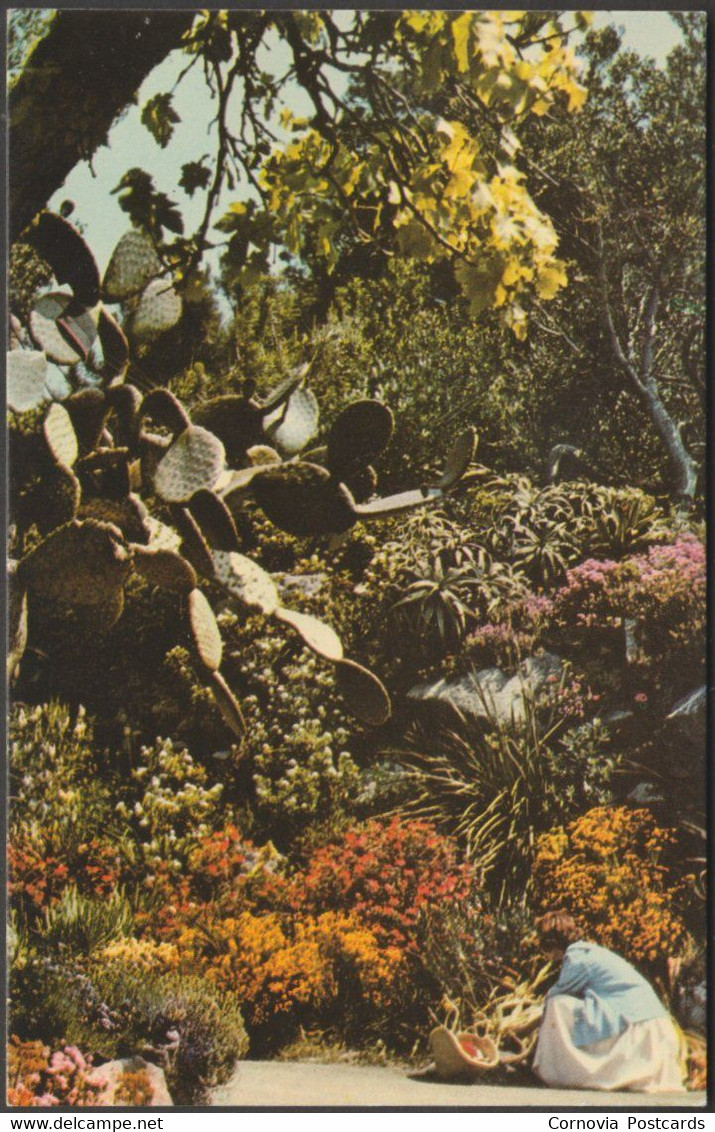 The Gardens, Tresco Abbey, Isles Of Scilly, C.1960s - Jarrold Postcard - Scilly Isles