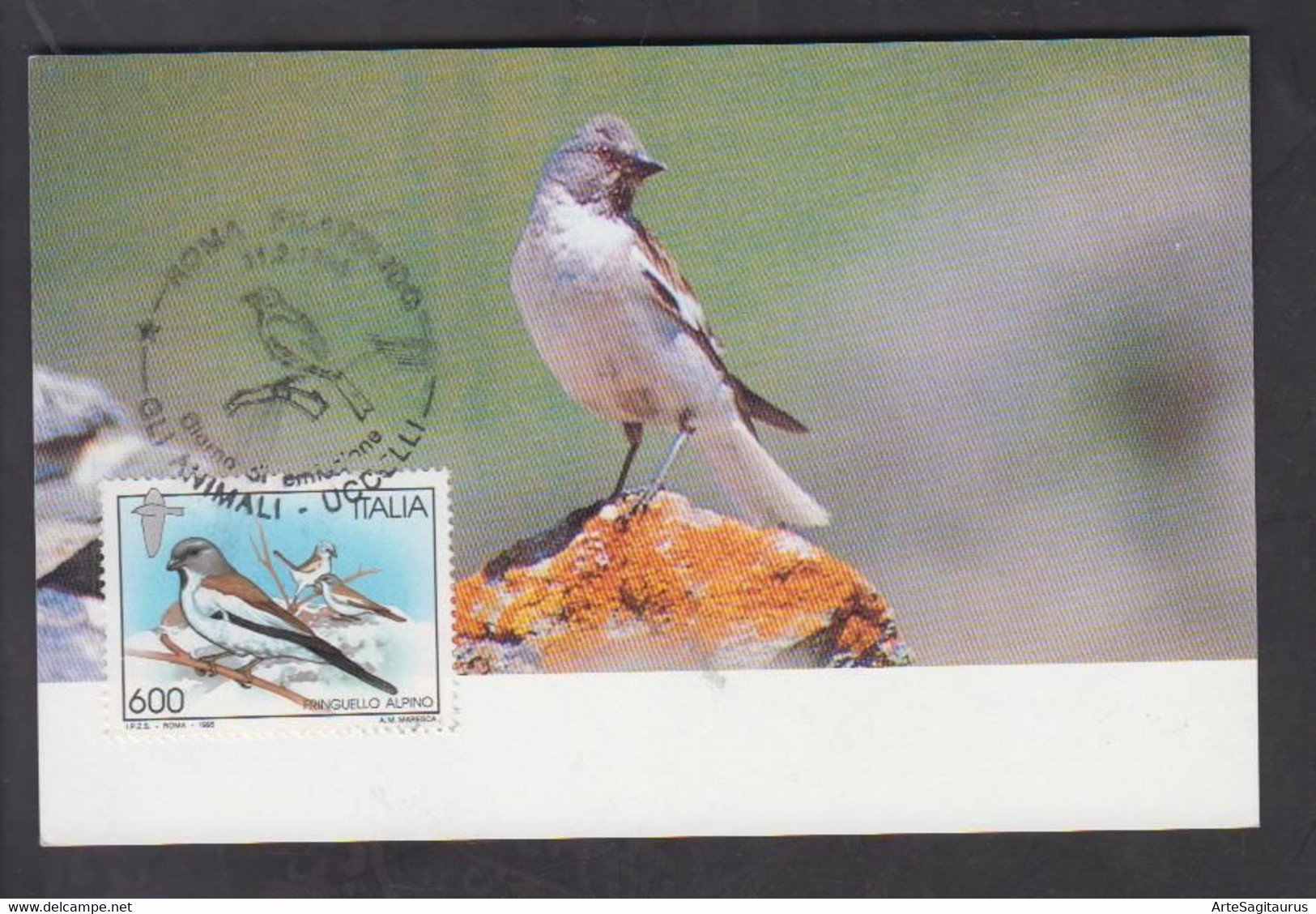 ITALY, CARTE MAXIMUM, BIRDS-Montifringila Nivalis + - Sparrows