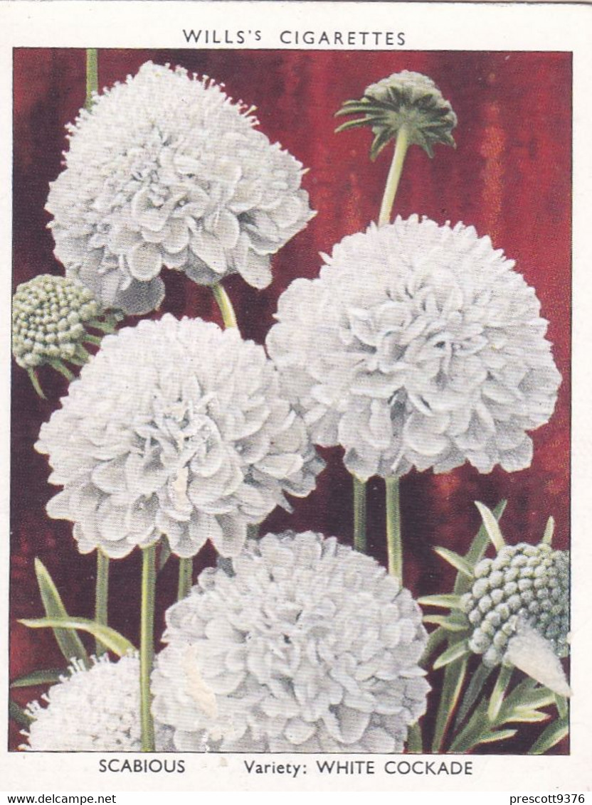 32 Scabius - Garden Flowers New Varieties 2nd 1938 - Original Wills Cigarette Card - L Size 6x8 Cm - Wills