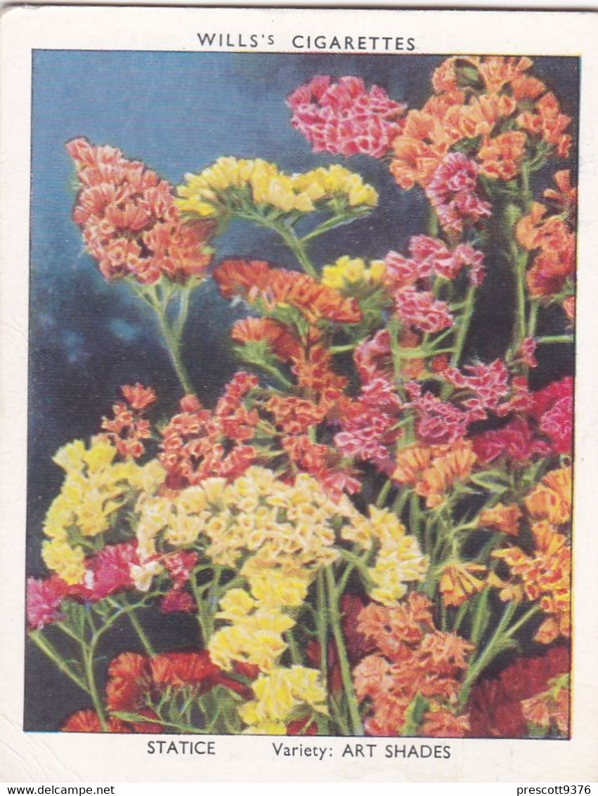 34 Statice  - Garden Flowers New Varieties 2nd 1938 - Original Wills Cigarette Card - L Size 6x8 Cm - Wills