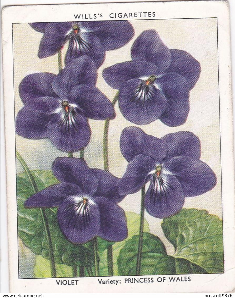40 Violet  - Garden Flowers New Varieties 2nd 1938 - Original Wills Cigarette Card - L Size 6x8 Cm - Wills
