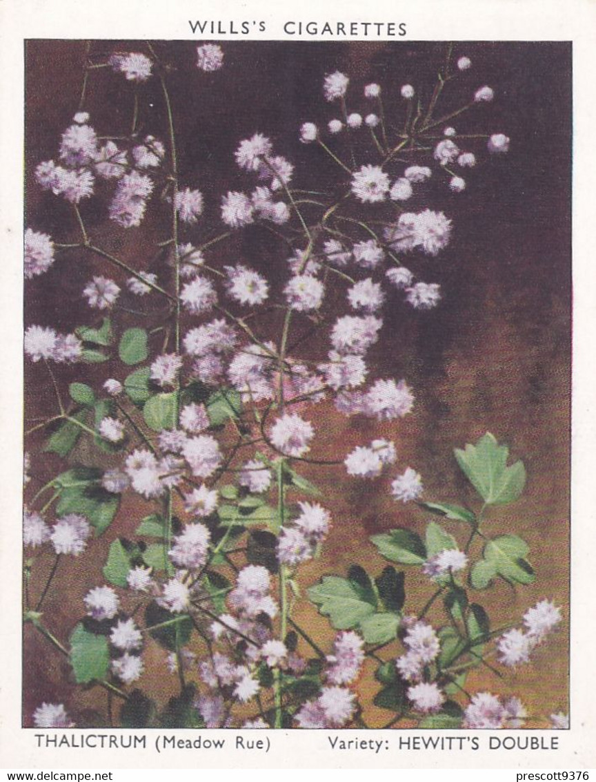 37 Thalictrum  - Garden Flowers New Varieties 2nd 1938 - Original Wills Cigarette Card - L Size 6x8 Cm - Wills