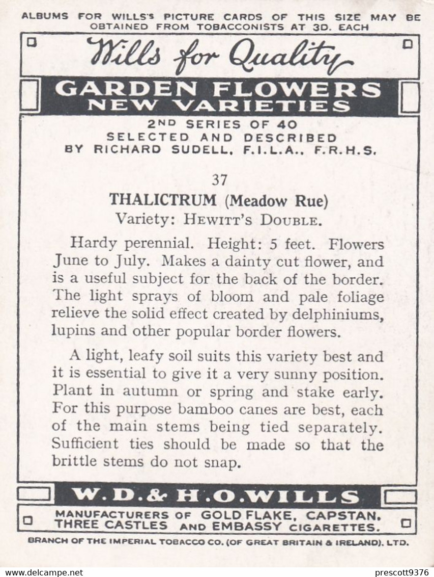 37 Thalictrum  - Garden Flowers New Varieties 2nd 1938 - Original Wills Cigarette Card - L Size 6x8 Cm - Wills