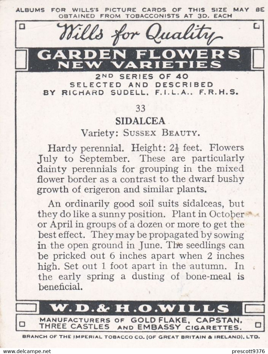 33 Sussex Beauty  - Garden Flowers New Varieties 2nd 1938 - Original Wills Cigarette Card - L Size 6x8 Cm - Wills