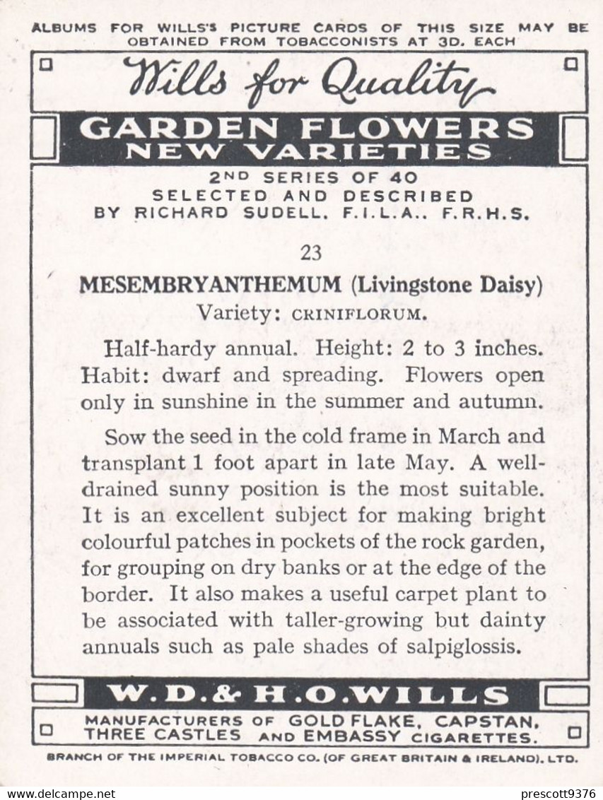 23 Livingstone Daisy  - Garden Flowers New Varieties 2nd 1938 - Original Wills Cigarette Card - L Size 6x8 Cm - Wills