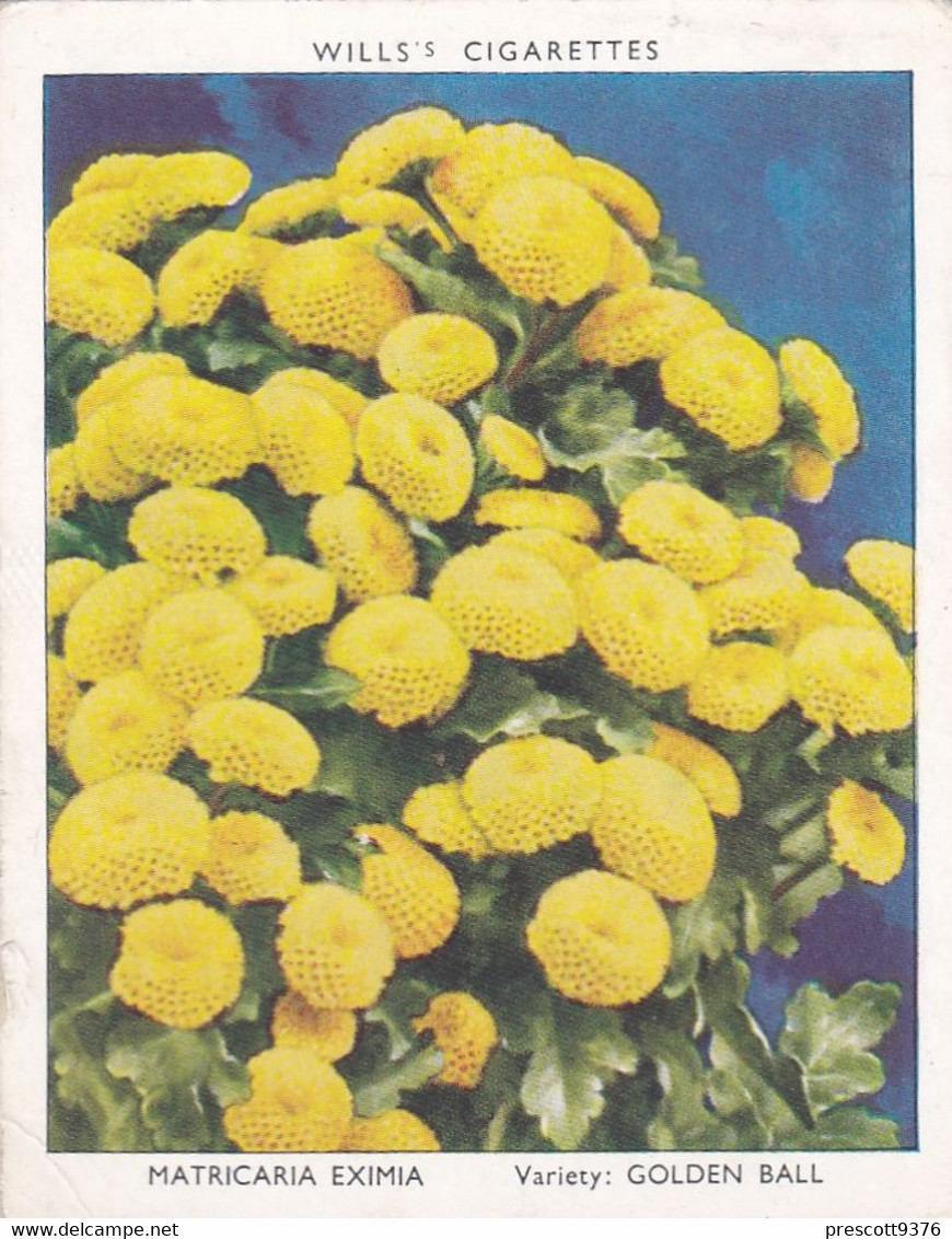 22 Matricaria  - Garden Flowers New Varieties 2nd 1938 - Original Wills Cigarette Card - L Size 6x8 Cm - Wills
