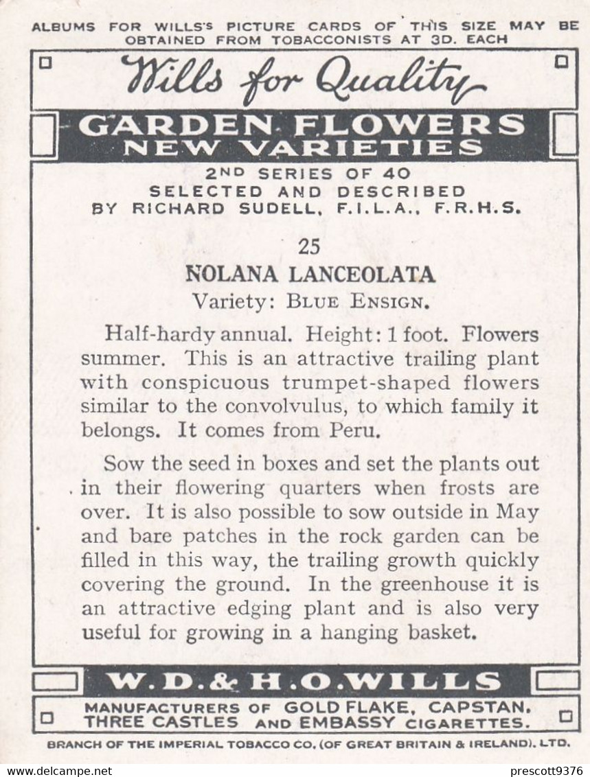 25 Blue Ensign - Garden Flowers New Varieties 2nd 1938 - Original Wills Cigarette Card - L Size 6x8 Cm - Wills