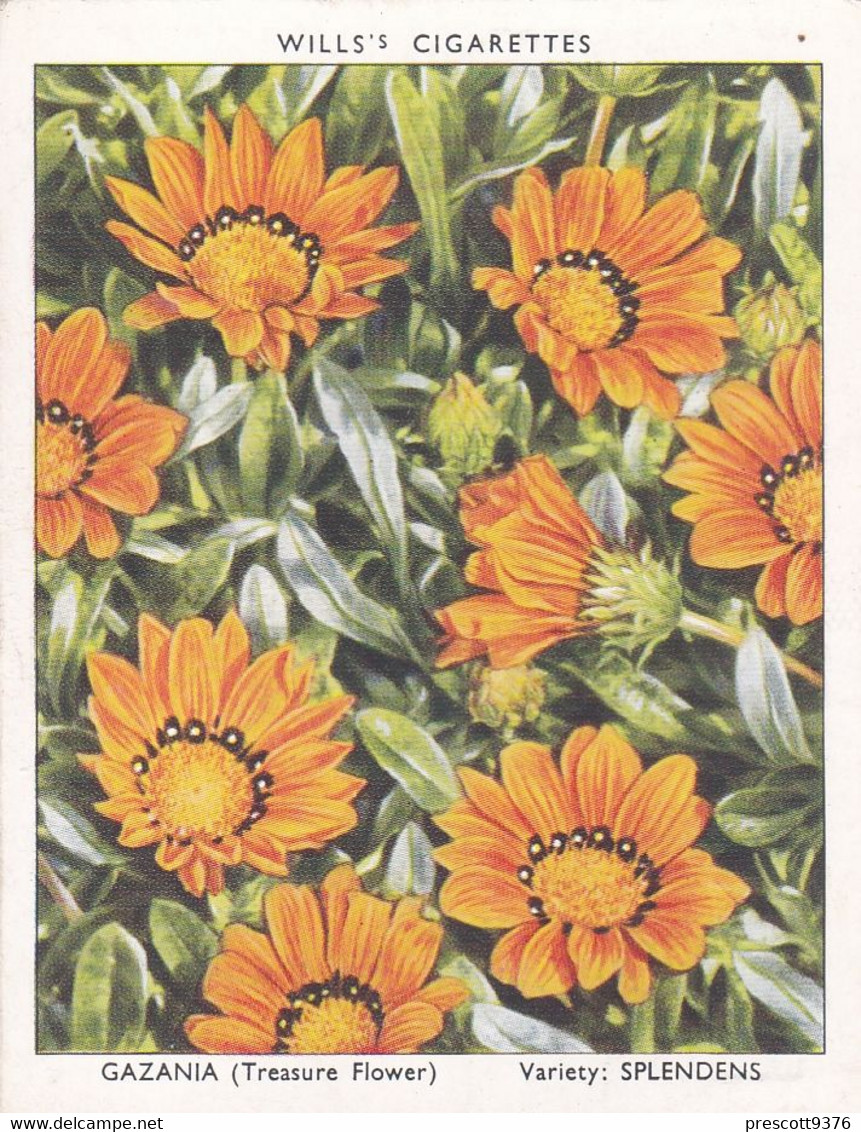 13 Gazania - Garden Flowers New Varieties 2nd 1938 - Original Wills Cigarette Card - L Size 6x8 Cm - Wills