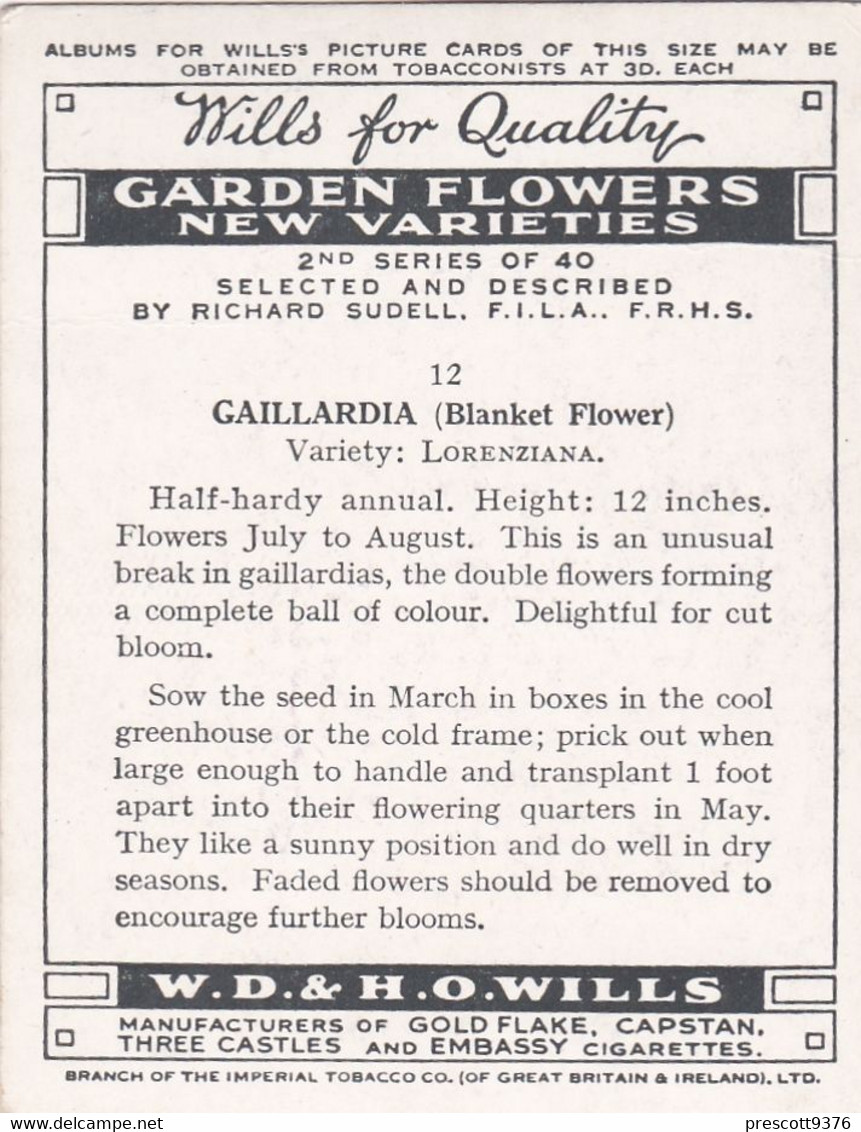 12 Gallardia - Garden Flowers New Varieties 2nd 1938 - Original Wills Cigarette Card - L Size 6x8 Cm - Wills