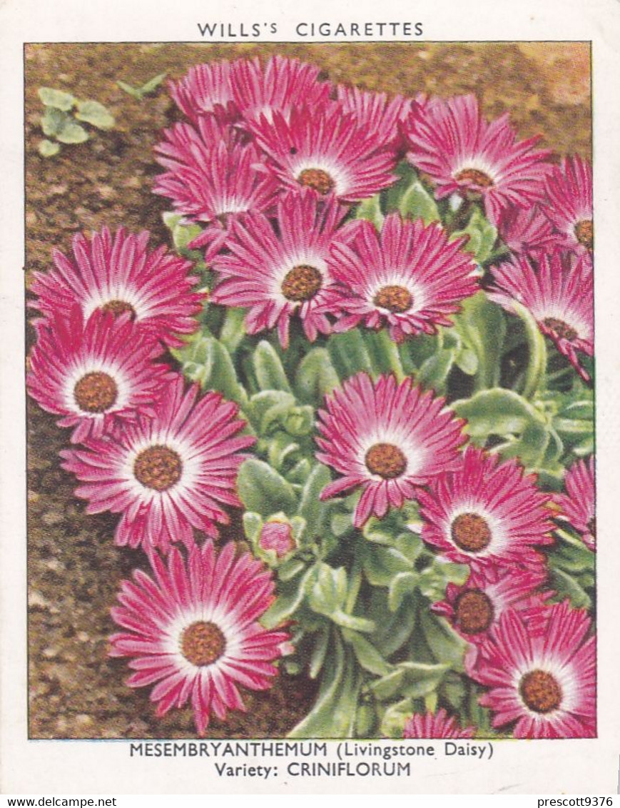 23 Mesembryanthemum - Garden Flowers New Varieties 2nd 1938 - Original Wills Cigarette Card - L Size 6x8 Cm - Wills