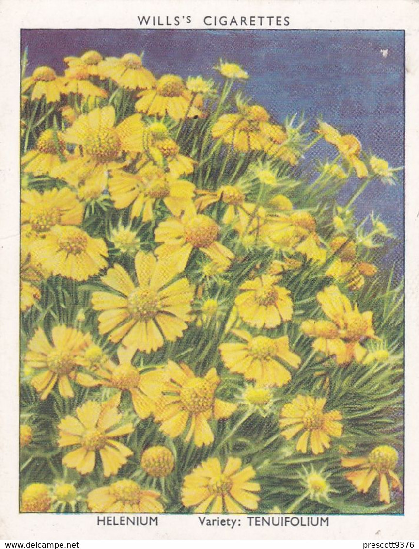15 Helenium - Garden Flowers New Varieties 2nd 1938 - Original Wills Cigarette Card - L Size 6x8 Cm - Wills