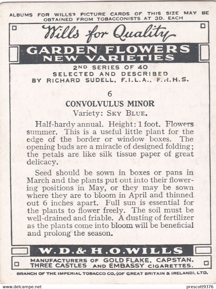 6 Convulvus - Garden Flowers New Varieties 2nd 1938 - Original Wills Cigarette Card - L Size 6x8 Cm - Wills